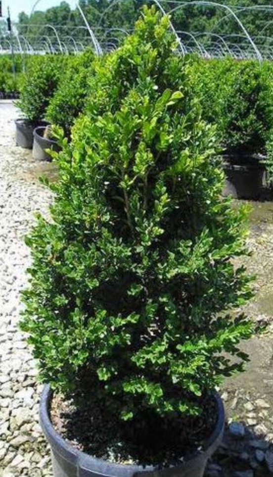 Green Mountain Pyramidal Boxwood (7 Gal)