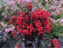 Center Stage® Red Crape Myrtle 2G