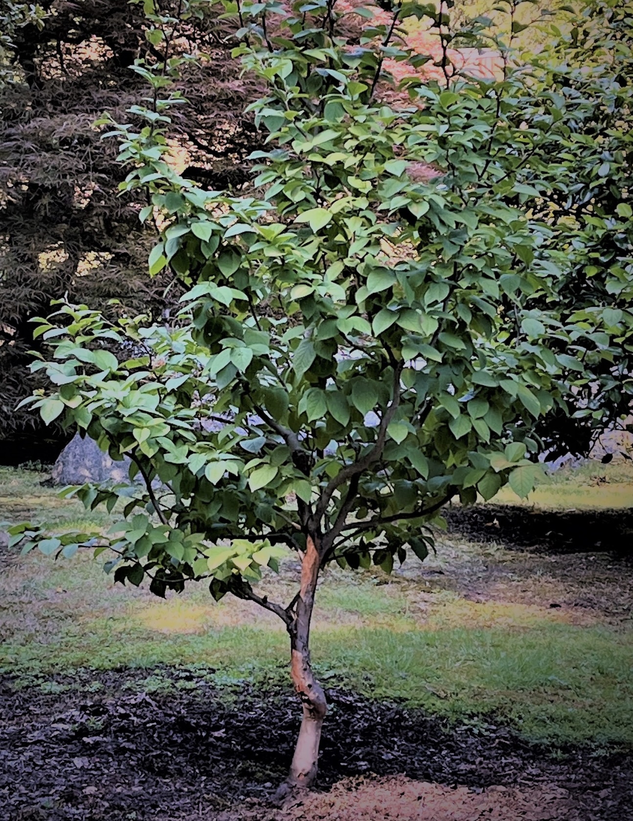 Japanese Stewartia 7-gal