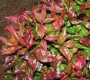 Firepower Nandina Dwarf Shrub  8 - inch