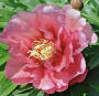Itoh Peony 3-gal