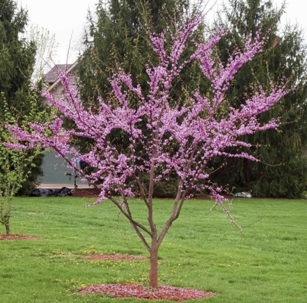 Avondale Redbud 7-gal