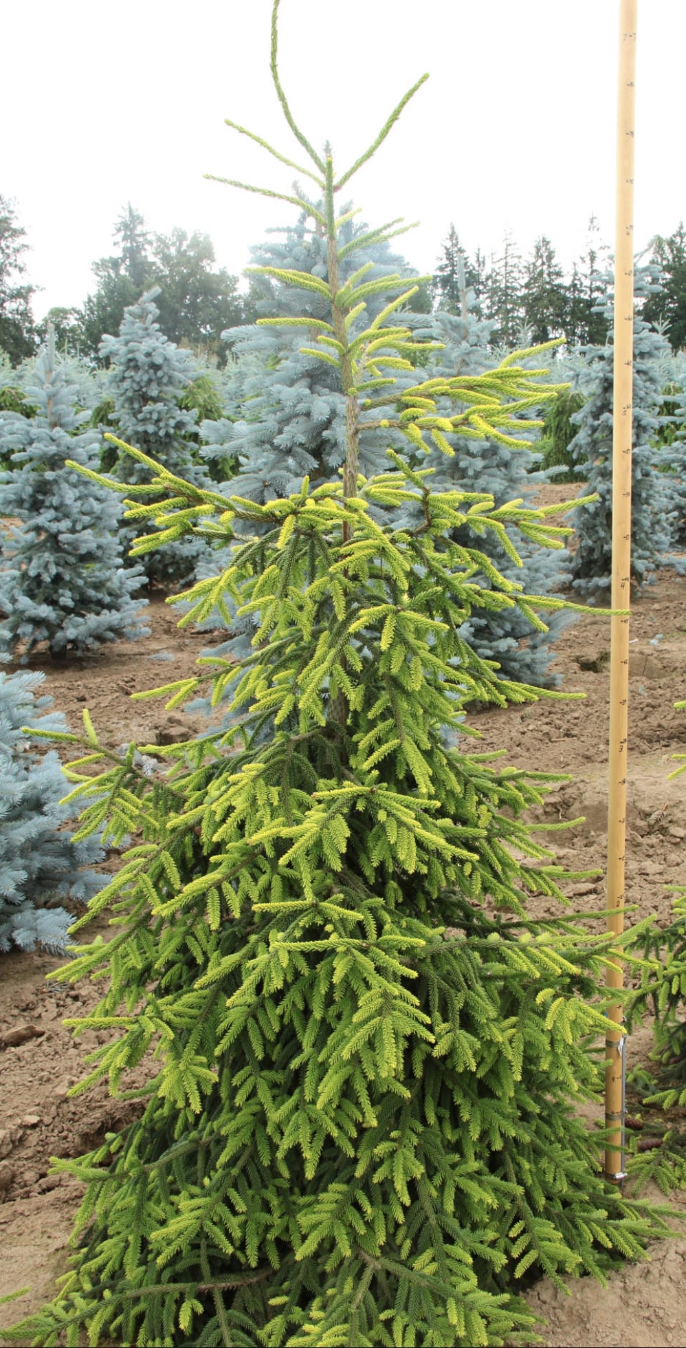 Aureospicata Oriental Spruce 10 ft