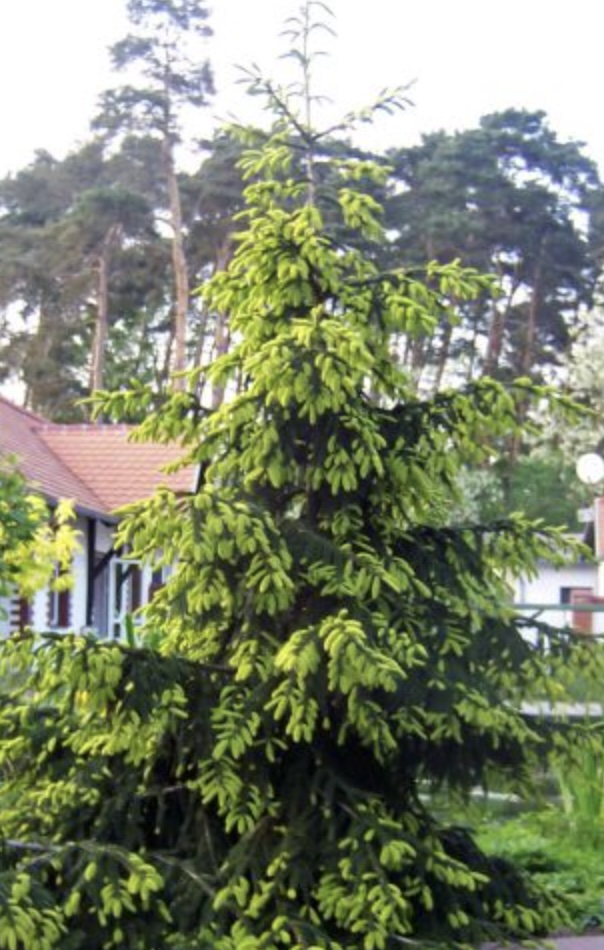 'Aureospicata Oriental Spruce  