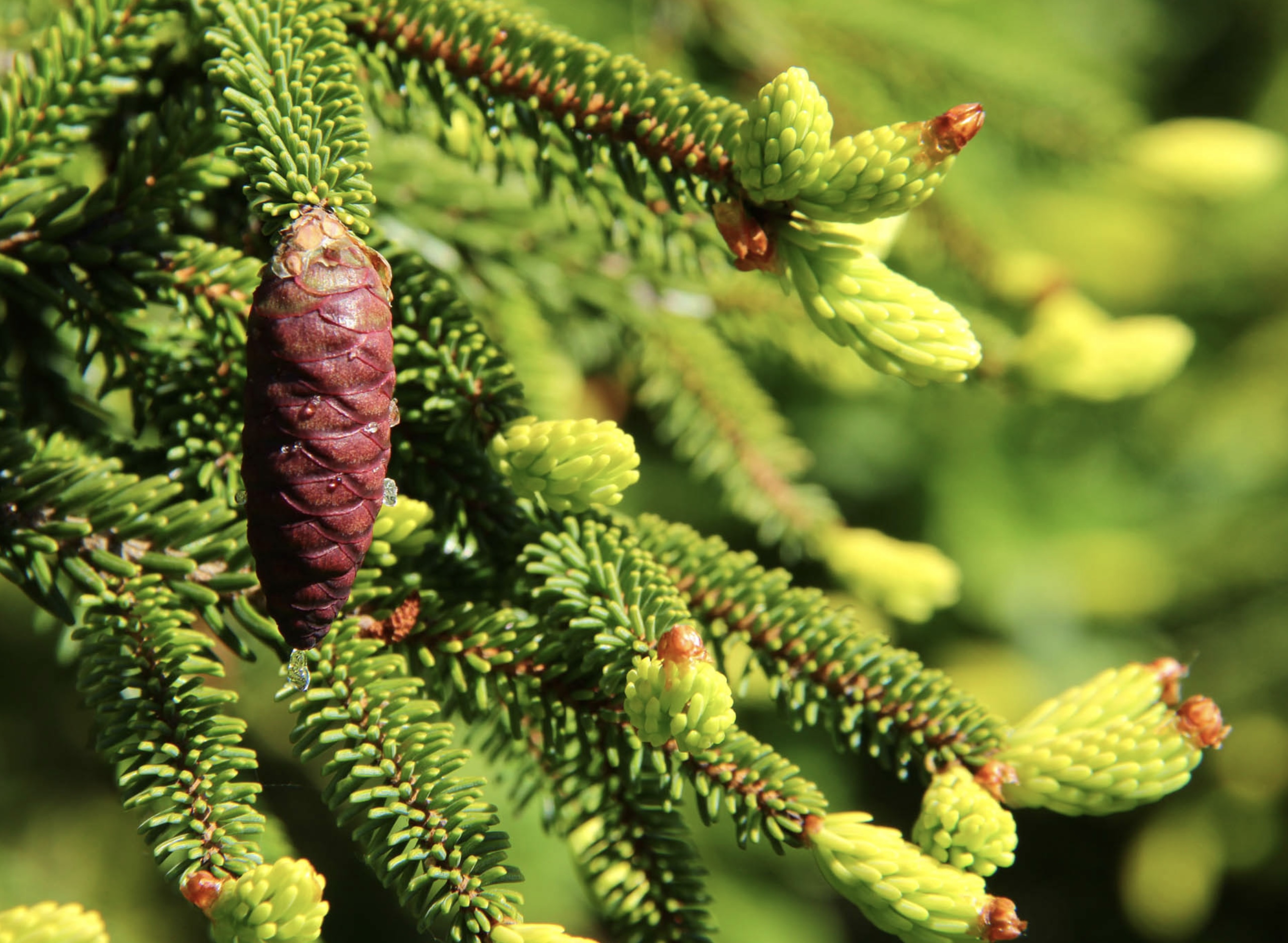 'Aureospicata Oriental Spruce 7-foot