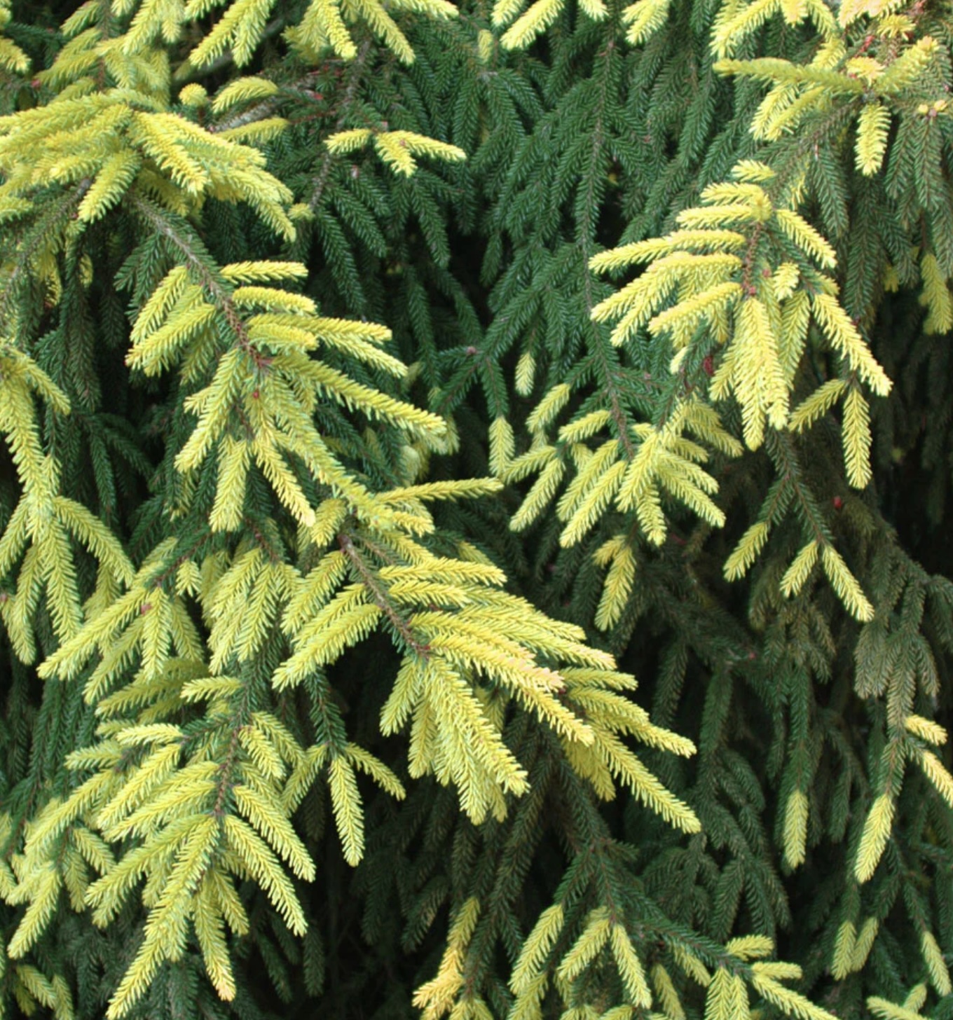 Aureospicata Oriental Spruce 8-foot