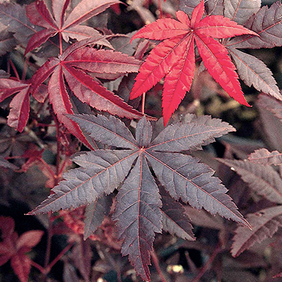 JAPANESE MAPLE PALM LEAF