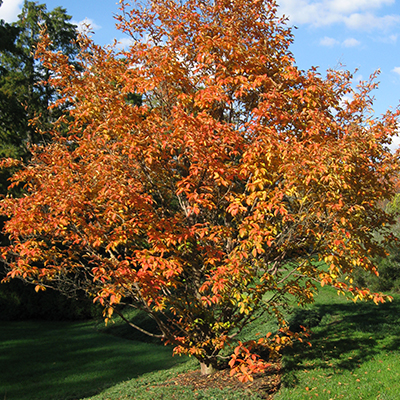 JAPANESE STEWARTIA