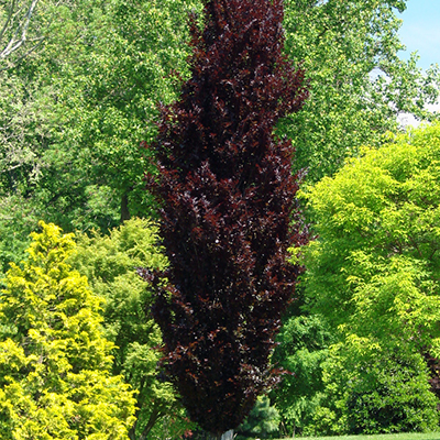 BEECH