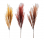 Natural Pampas Grass Picks