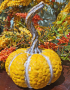 Twisted Stem Yellow Pumpkin 