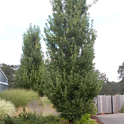 OAK COLUMNAR