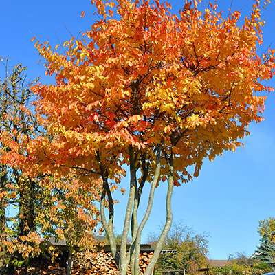 PARROTIA