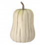 Hybrid Cream Brown Pumpkin