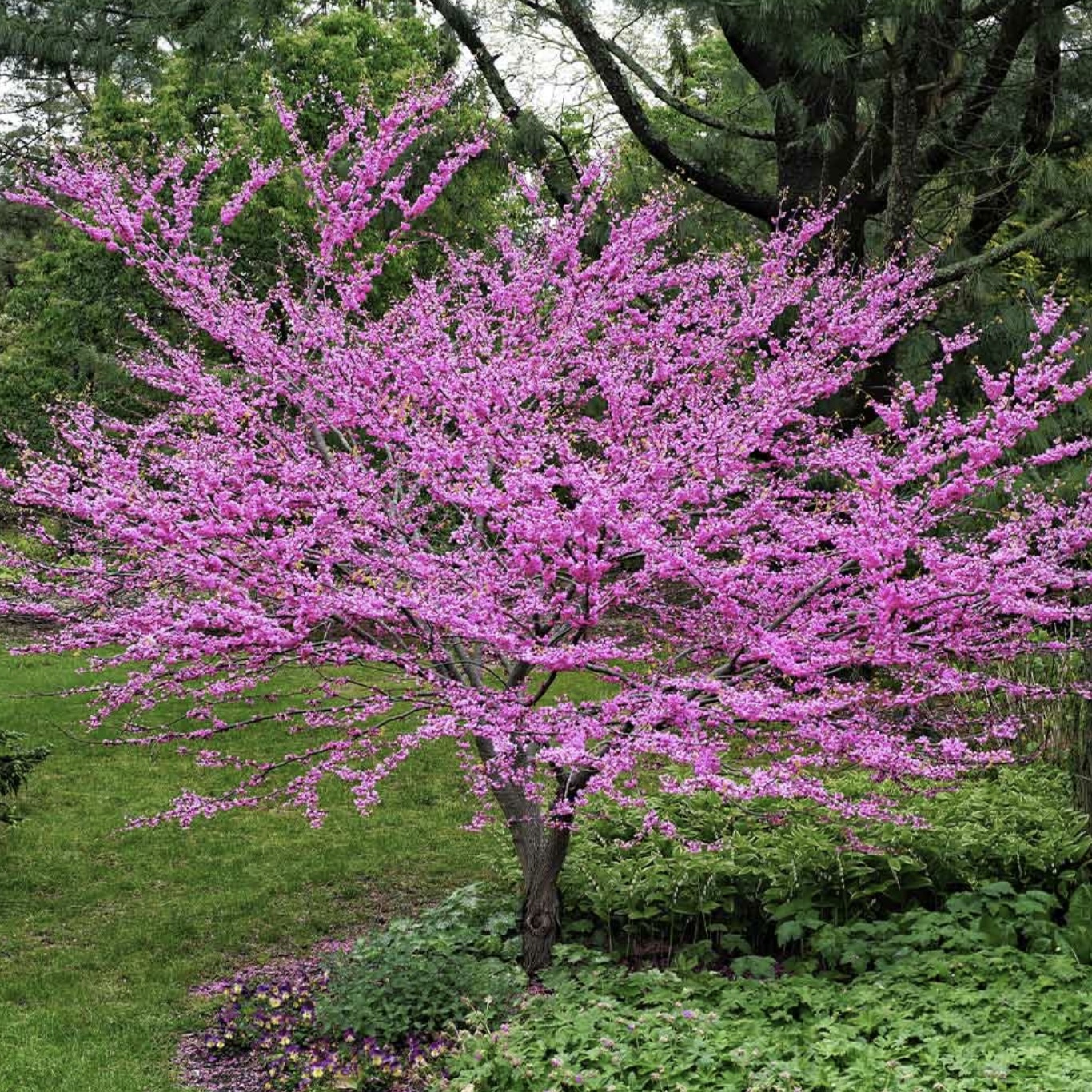 Black Pearl Redbud Tree  (Eastern Redbud)    