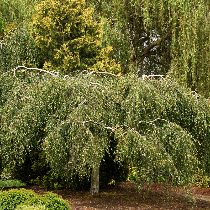 BIRCH ORNAMENTAL