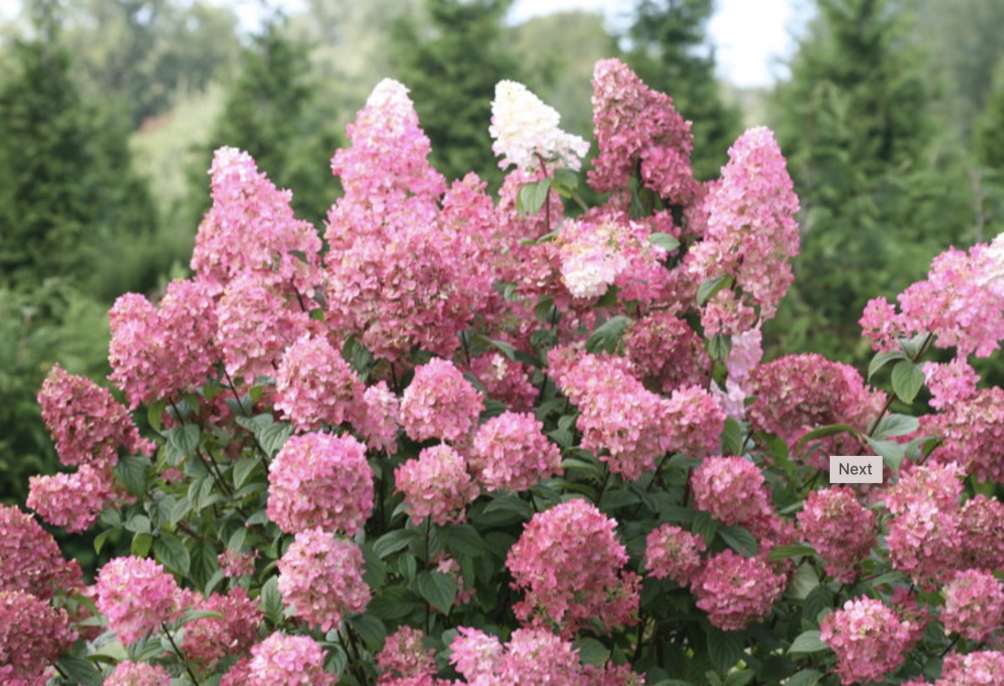 Fire Light® Panicle Hydrangea 10G