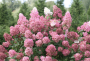 Fire Light® Panicle Hydrangea 10G