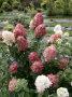 Fire Light® Panicle Hydrangea 2G