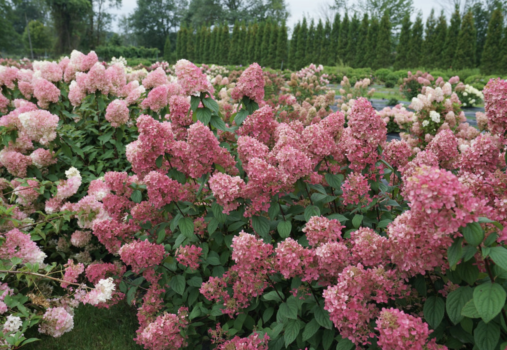 Fire Light® Panicle Hydrangea 3-5G