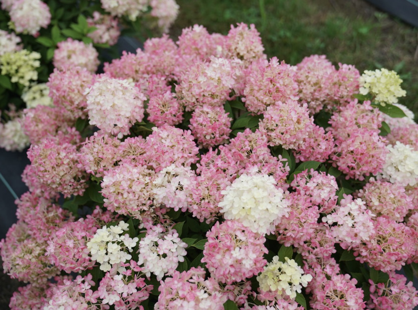 Fire Light Tidbit® Panicle Hydrangea 3-5G