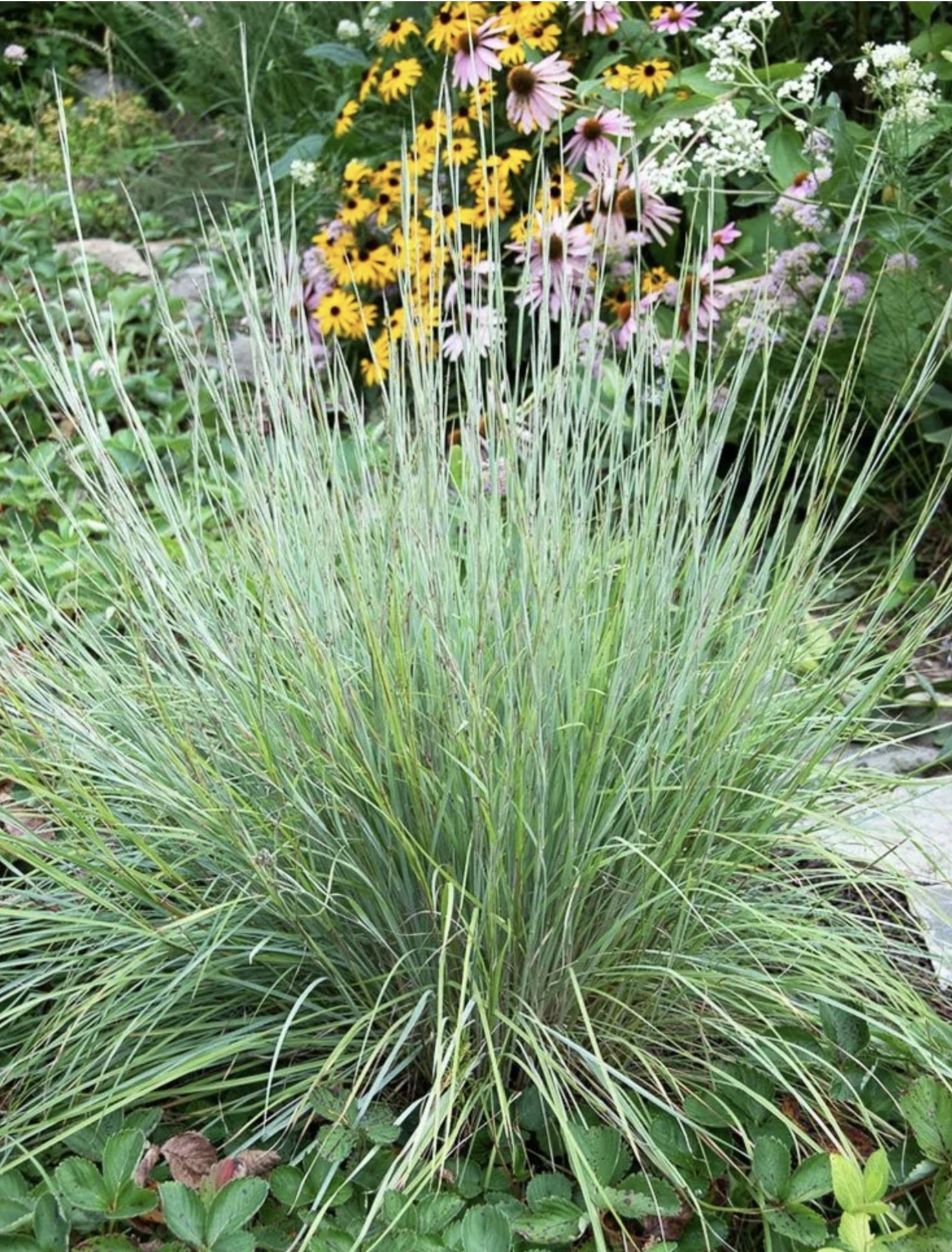 Little Bluestem Sandhill Grass 