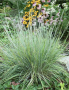 Little Bluestem Sandhill Grass 2G