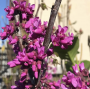 Oklahoma Sparkler Redbud Tree