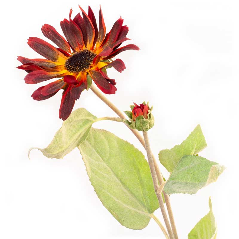 Sunflower Stem 30"