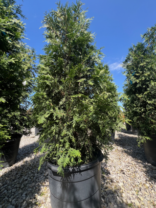 Green Giant Arborvitae 15G