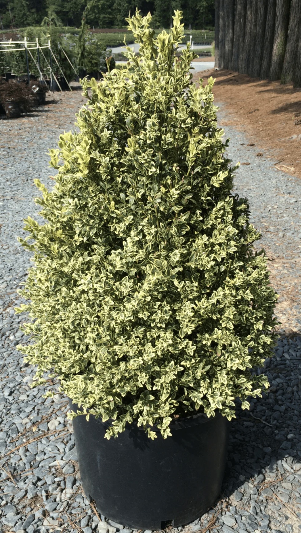 Variegated English Boxwood 7G