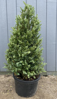 Newport Blue Columnar Boxwood 24"