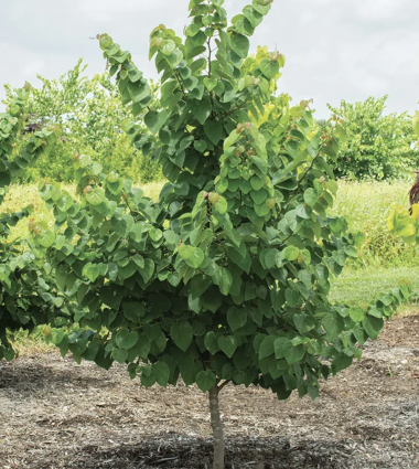 Emerald Redbud Trees15-gal