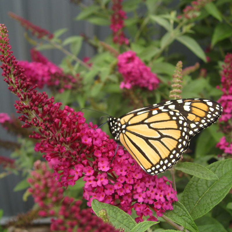 BUTTERFLY BUSH