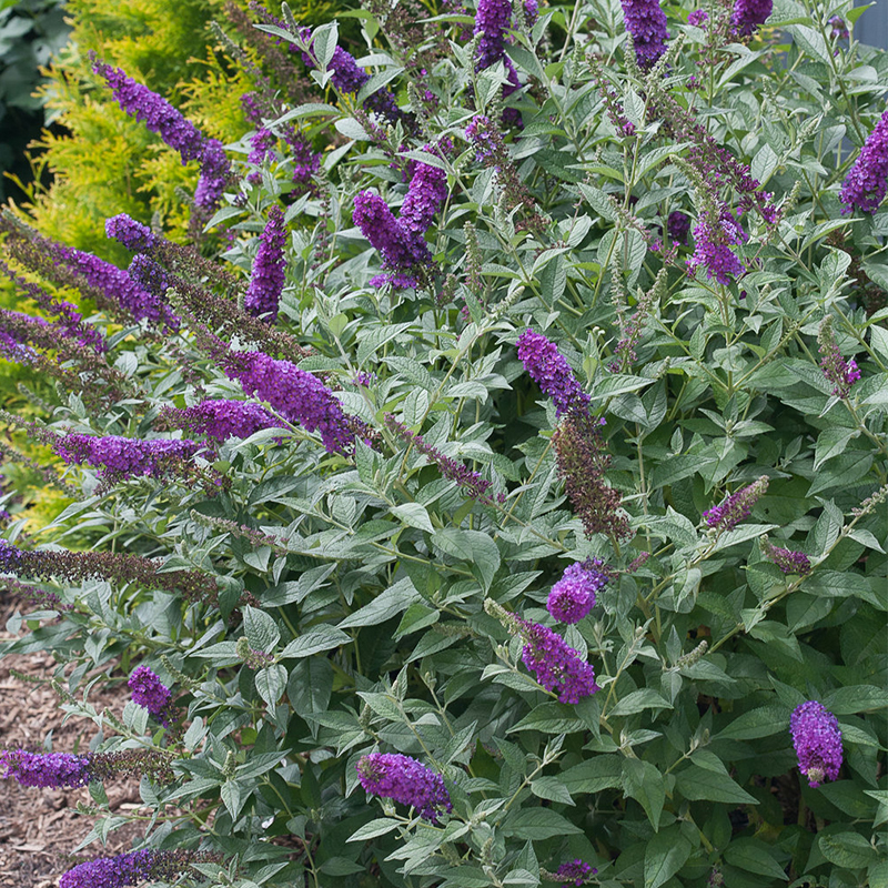 BUTTERFLY BUSH PROVEN WINNERS