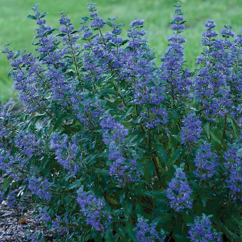 CARYOPTERIS