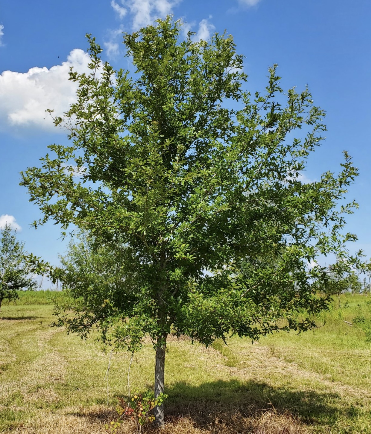 Overcup Oak (2.5")