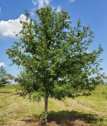 Overcup Oak (2.5")