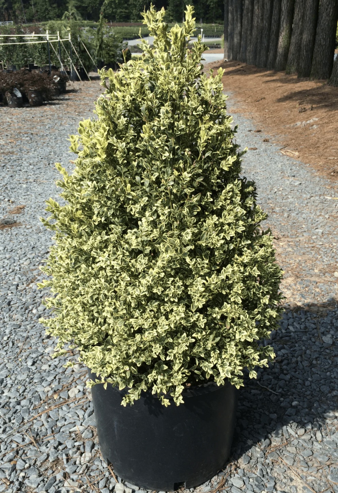 Variegated English Boxwood 18-24"