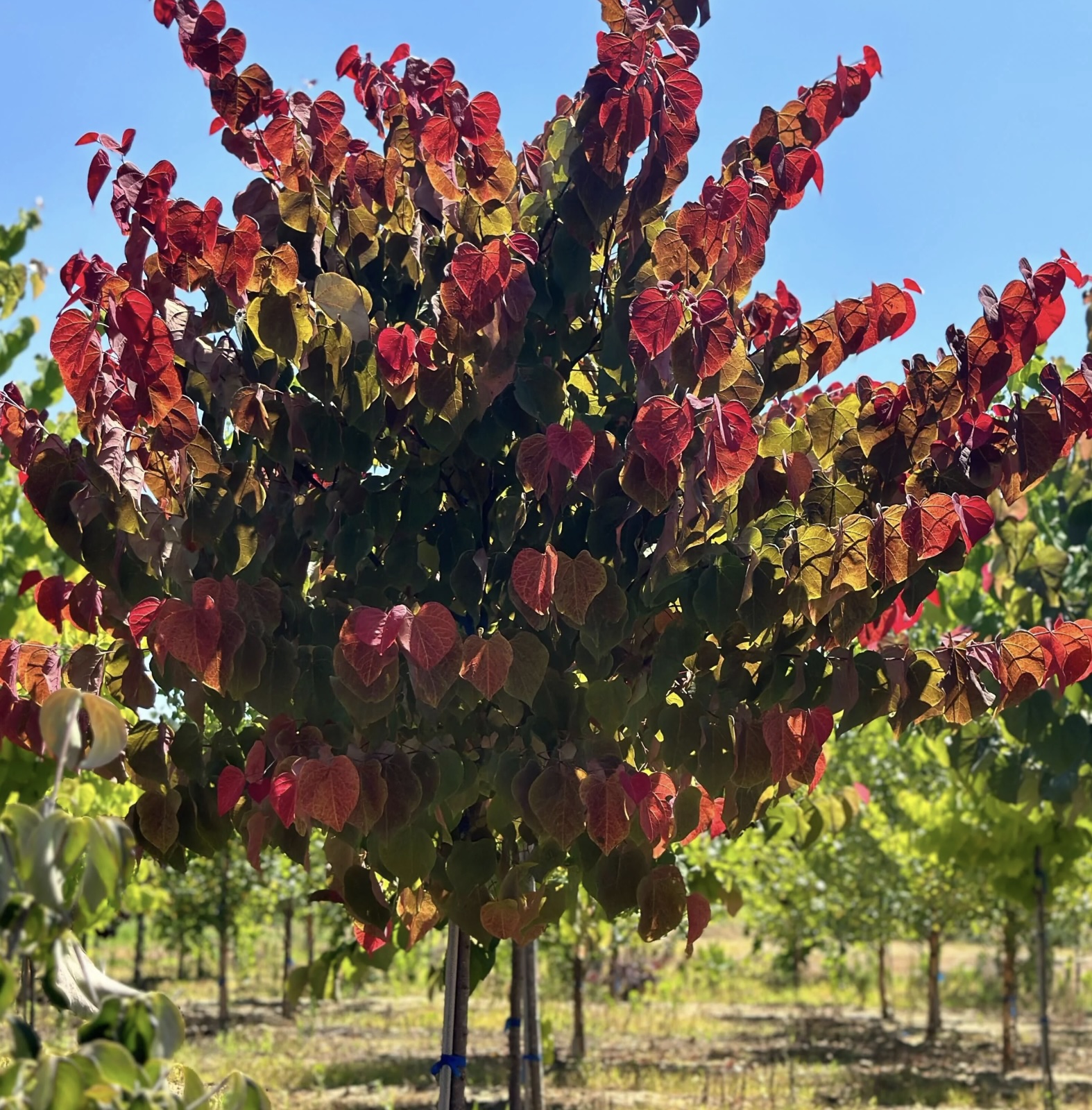 Hearts A'Fire RedBud  (7 Gal)