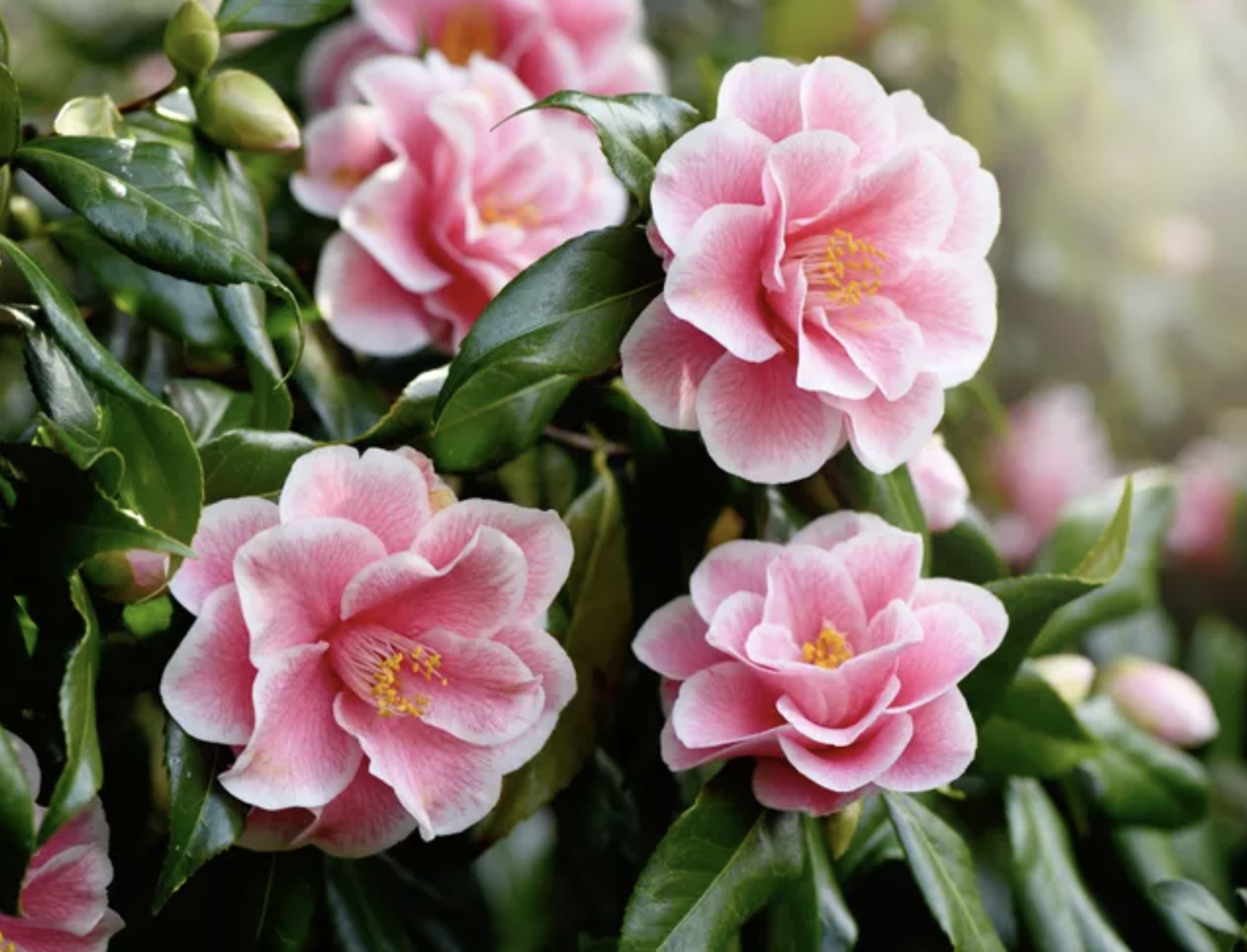 CAMELLIA