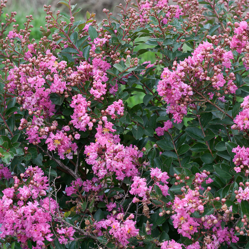 CRAPE MYRTLE