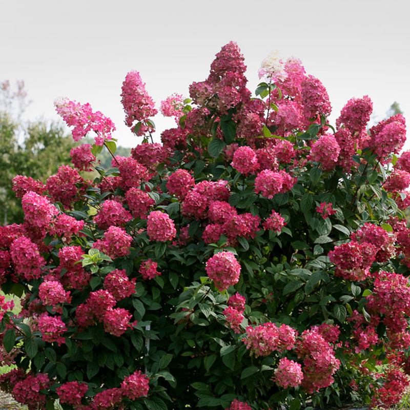 CRAPE MYRTLE PROVEN WINNERS