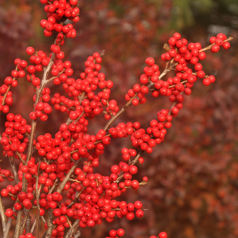 WINTERBERRY HOLLY