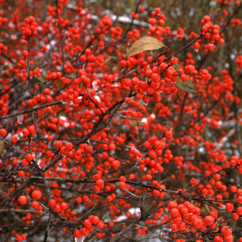 WINTERBERRY HOLLY PROVEN WINNERS