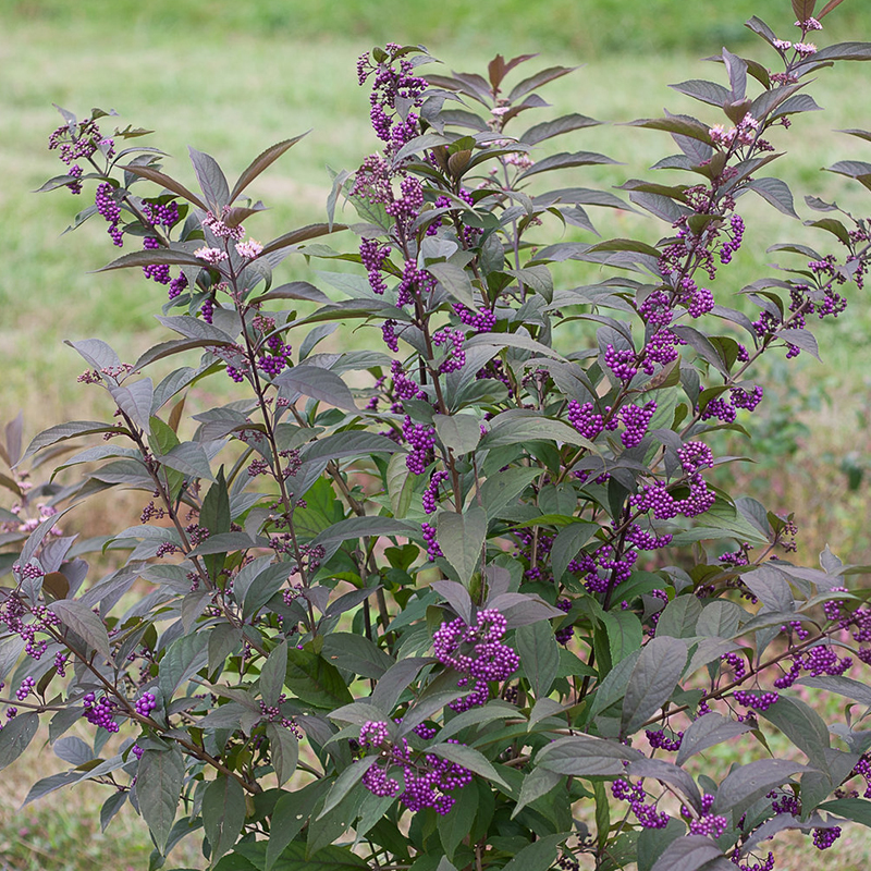 BEAUTYBERRY