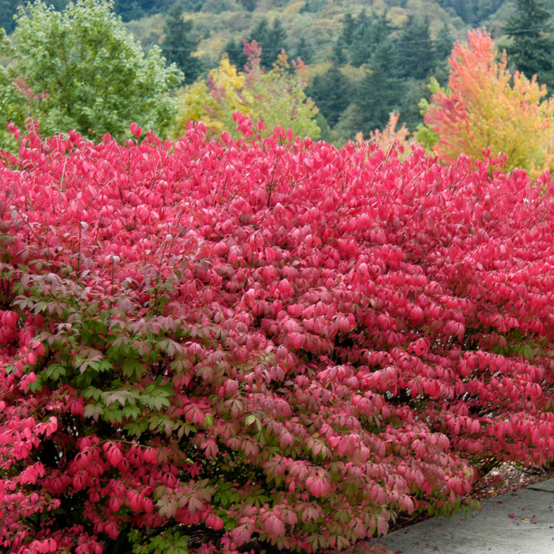 BURNING BUSH