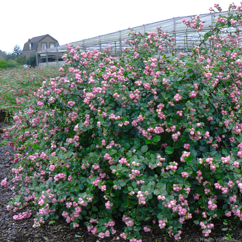 CORAL BERRY