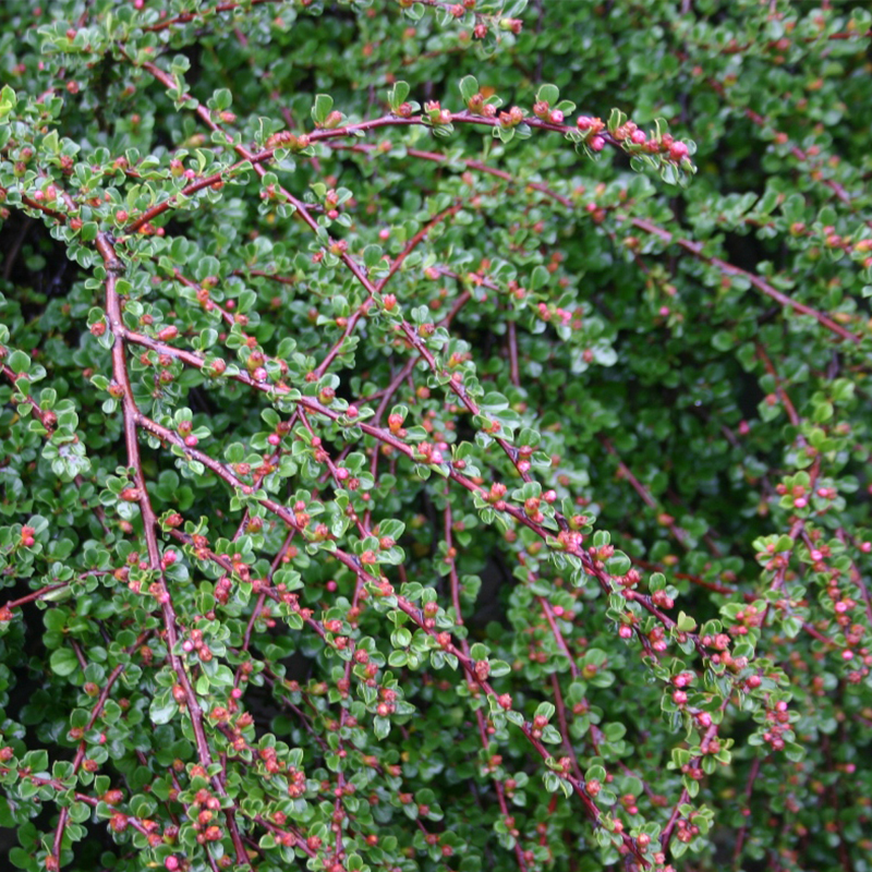 COTONEASTER