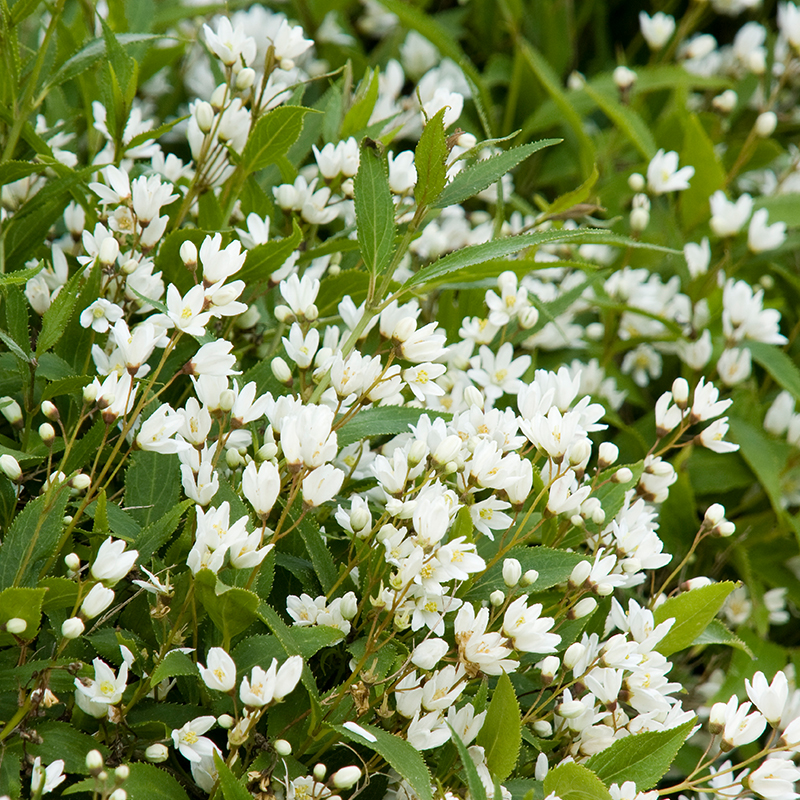 DEUTZIA